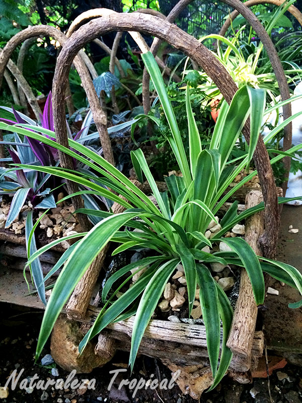 Maceta con forma de cesta construida a partir de troncos de plantas leñosas