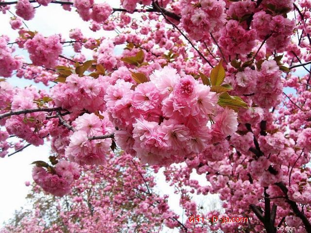The beauty of flowers: Cherry blossoms bloom.