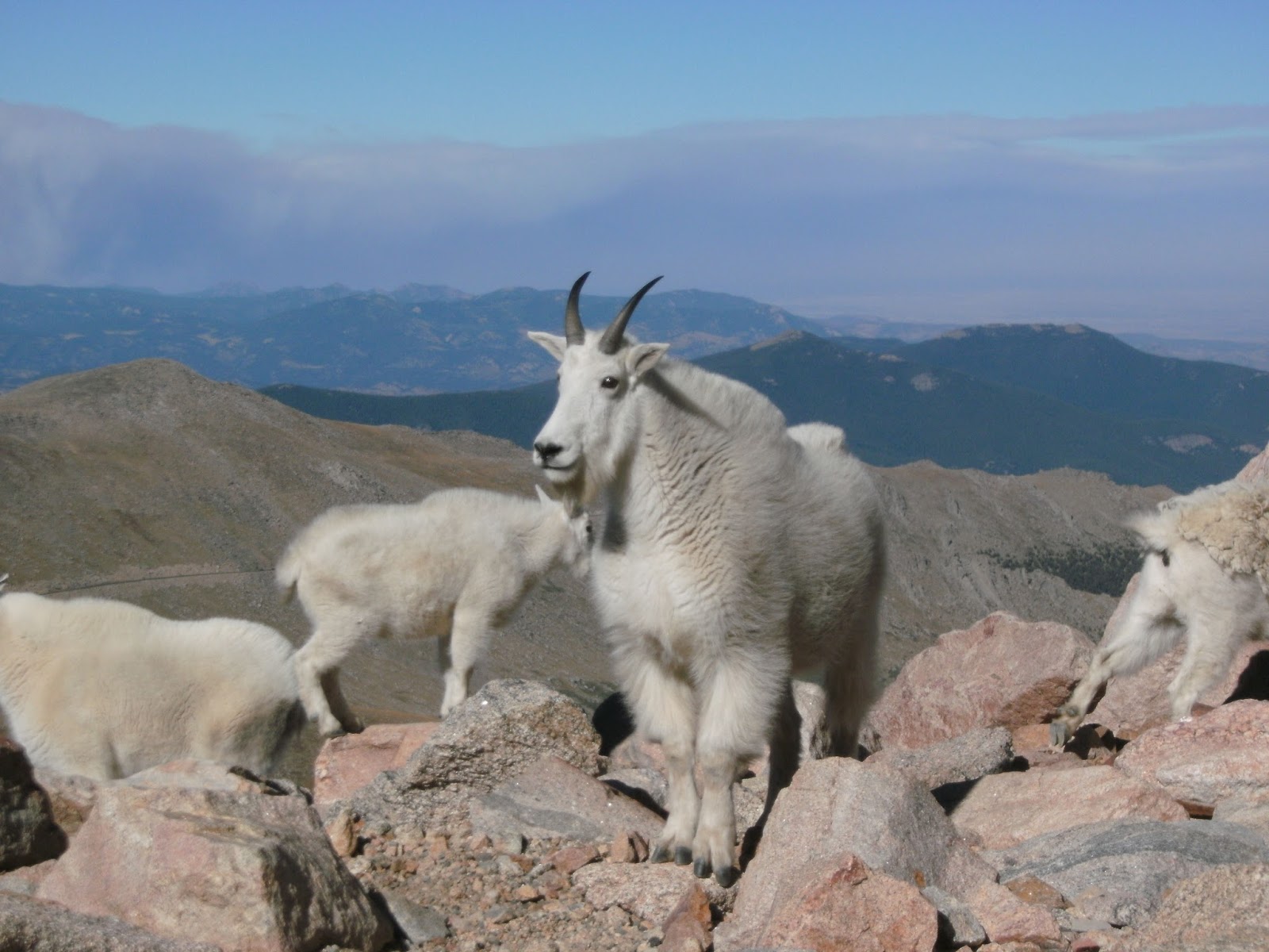 Explore Colorado Mount Evans Mountain Goats and Big Horn Sheep