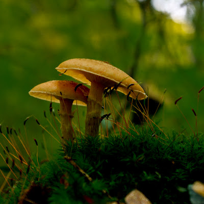 photographing fungi photographing fungi