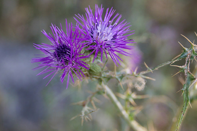 Analizando el adaptador Y/C a EOS