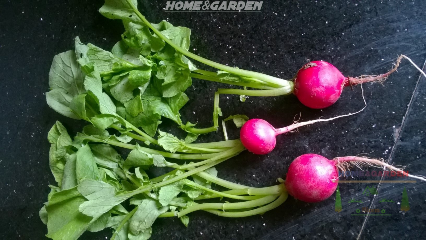 How to Grow Radishes