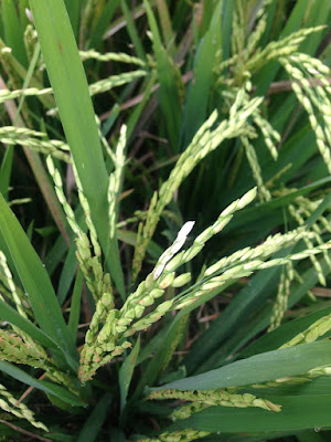 aide leit-lepmets indoneesia inspiratsioon riisipõld riisipõllud 