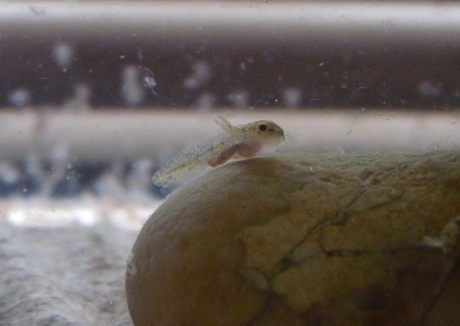 Adventures from the House on the Hill Axolotl Hatchlings