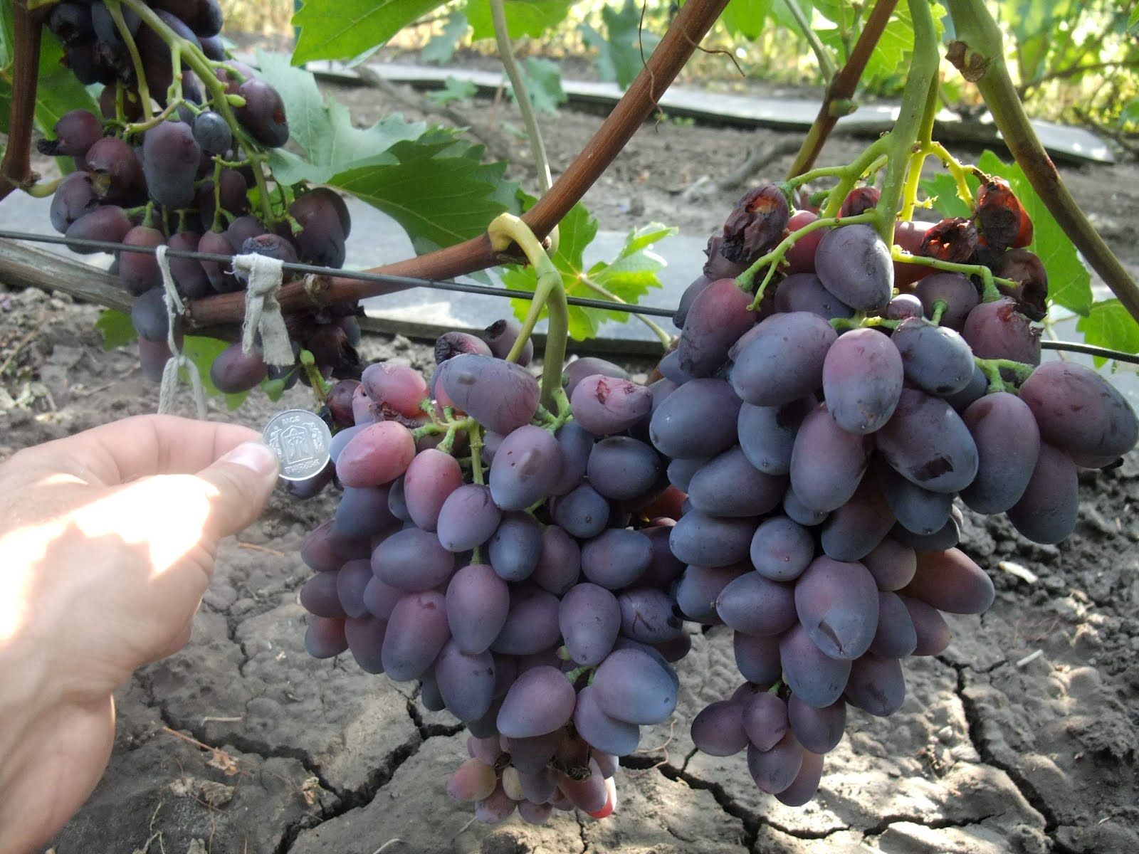 виноград каюга вайт. сорт винограда красотка. сорт винограда днепровская красавица. красотка виноград описание.