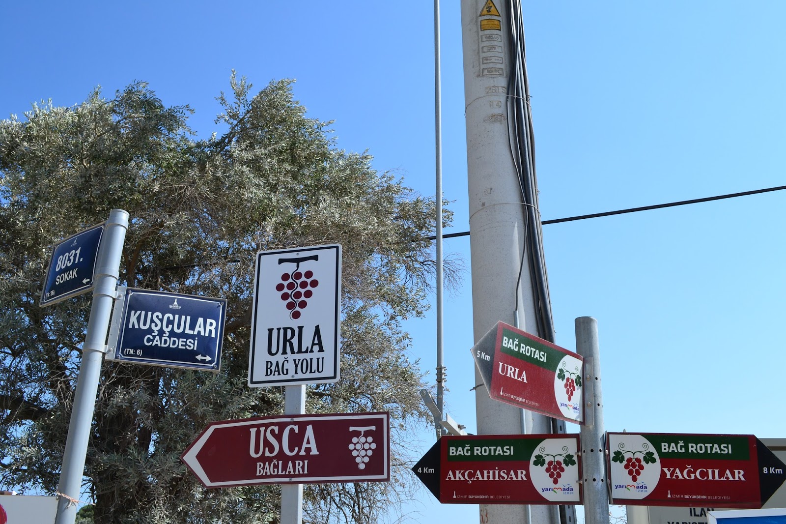 DOMİNO TŞLRI Şarabı sevmemiz, üzüme düşkünlüğümüzden değildi biz