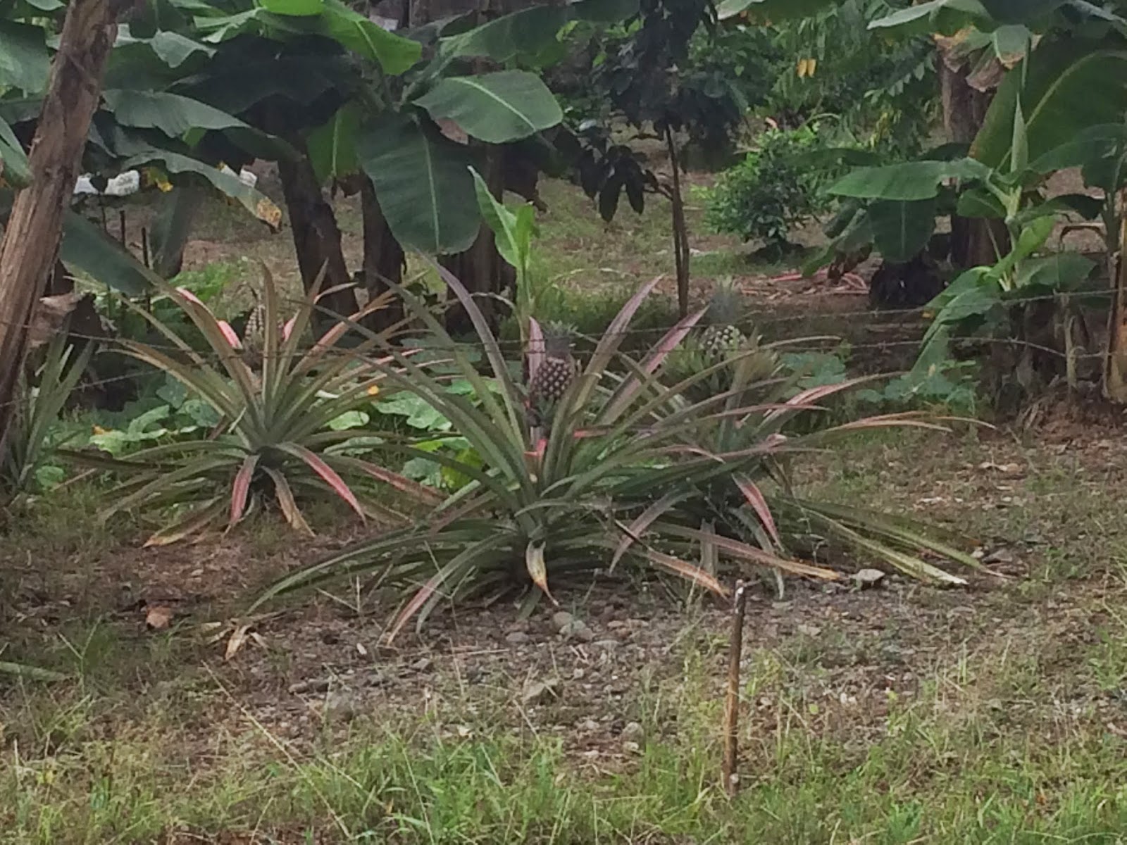 Murrow College Backpack Journalism Pineapples Don’t Grow on Trees