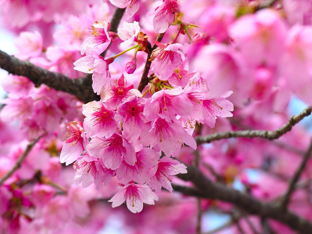 Cherry Blossom-9631