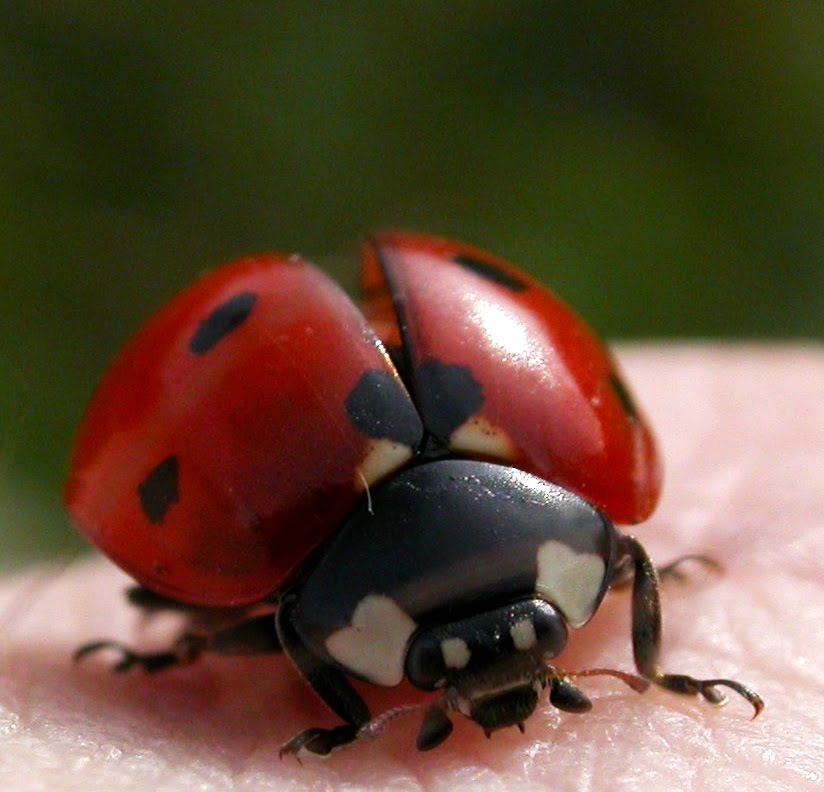 Fanatic Cook You See Green, I See Grey