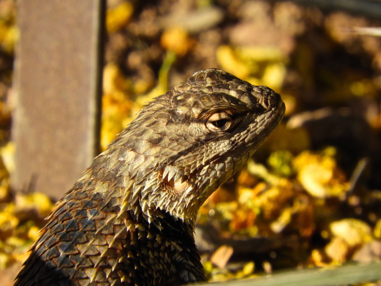 Phoenix Daily Photo Friendly Reptiles