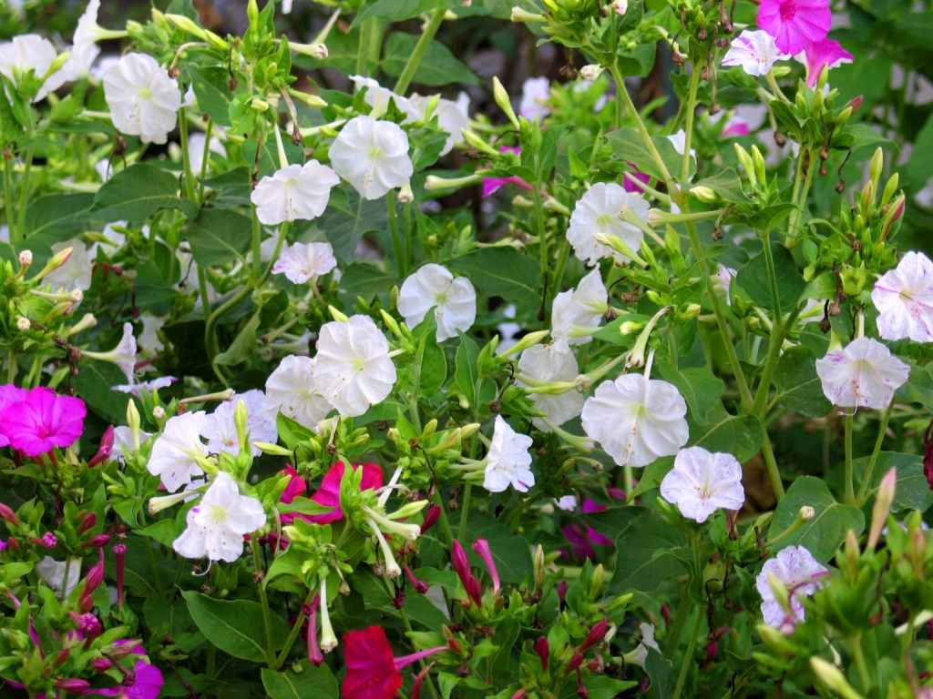 Four O'clocks Not Blooming at Phyllis Grant blog
