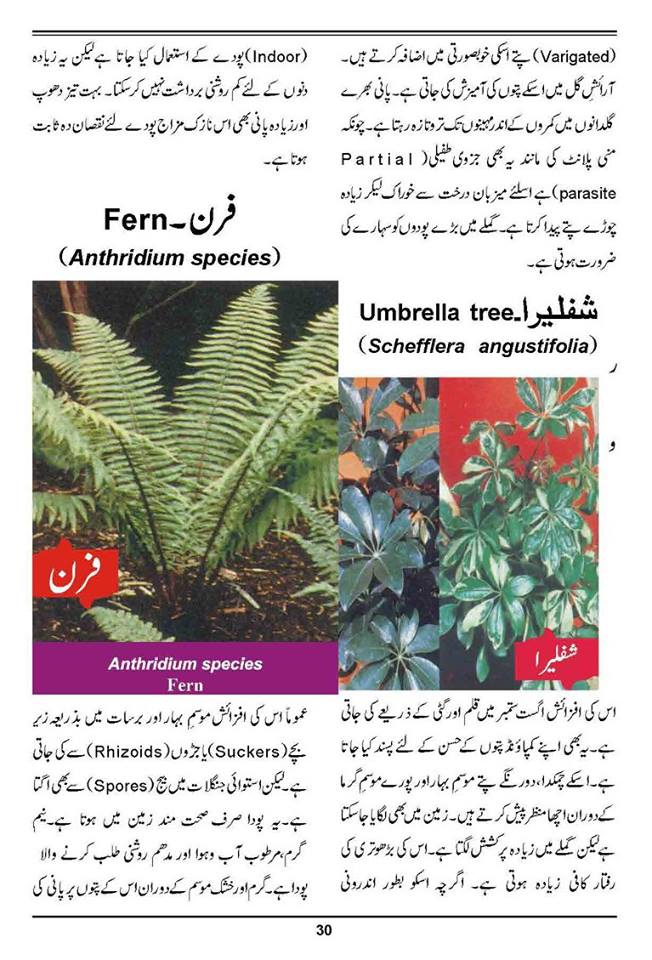 How to Grow Outdoor & Indoor Plants & Flowers Urdu Guide Noons.info