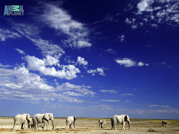 Elephant Wallpaper - Elephant Picture