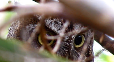 Eastern Screech Owl eyes