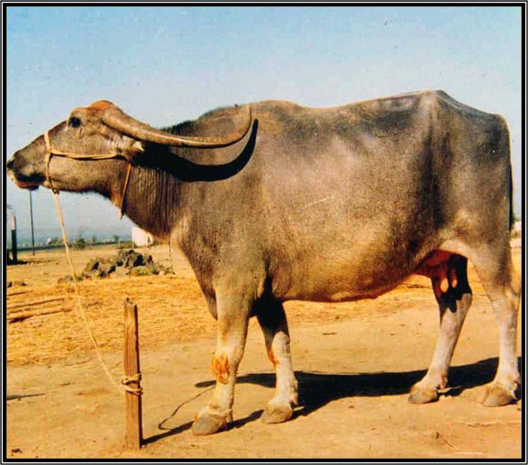 All Detail About Nagpuri buffalo Morden Dairy Farming