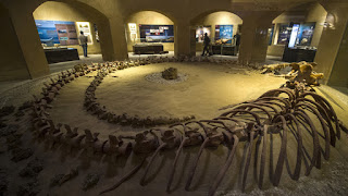 بالصور تعرف على متحف وادي الحيتان في مصر