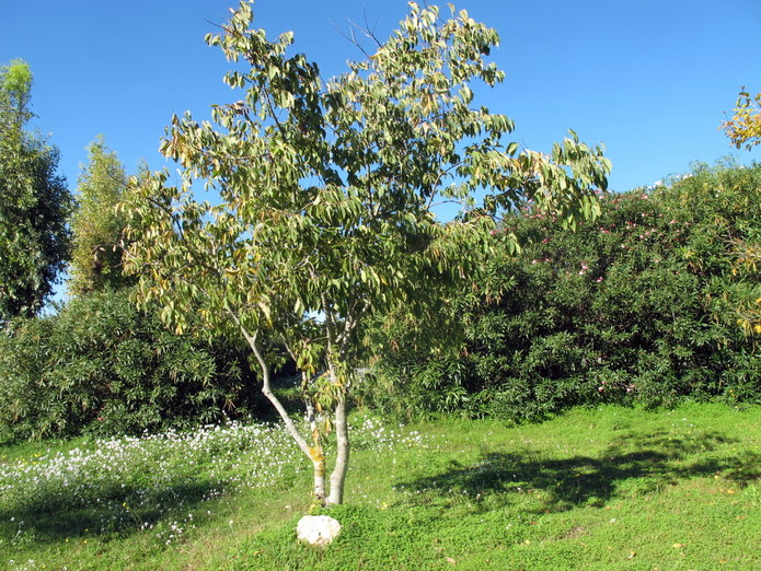 FLORA NEL SALENTO e.. anche altrove Celtis australis L. subsp
