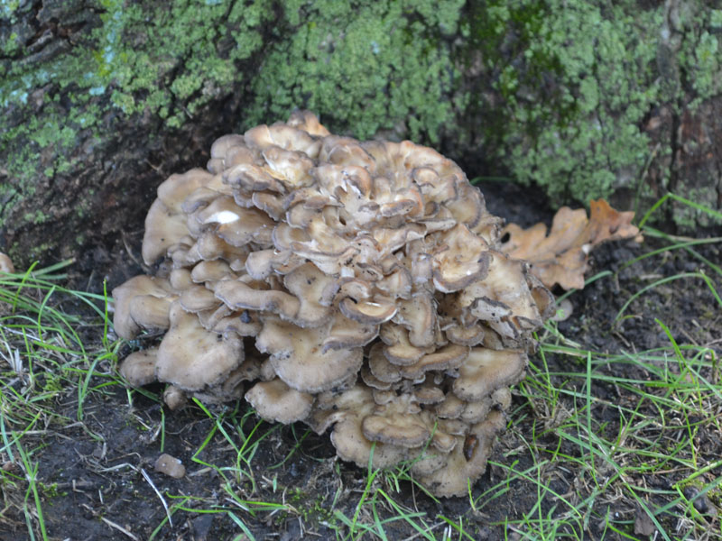 Cavemom's Cooking Hen of the Woods (Maitake) Jerky