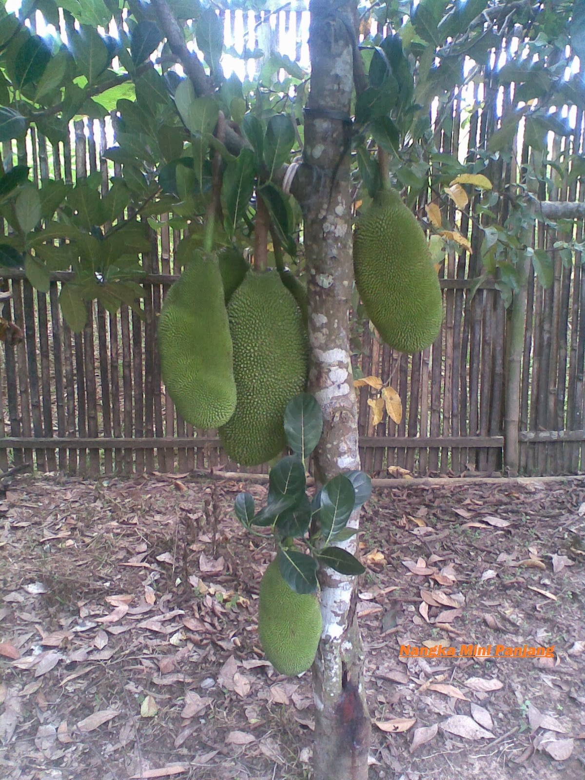 Macam - Macam Bibit : Buah, Perkebunan, Kehutanan: Aneka Macam Bibit