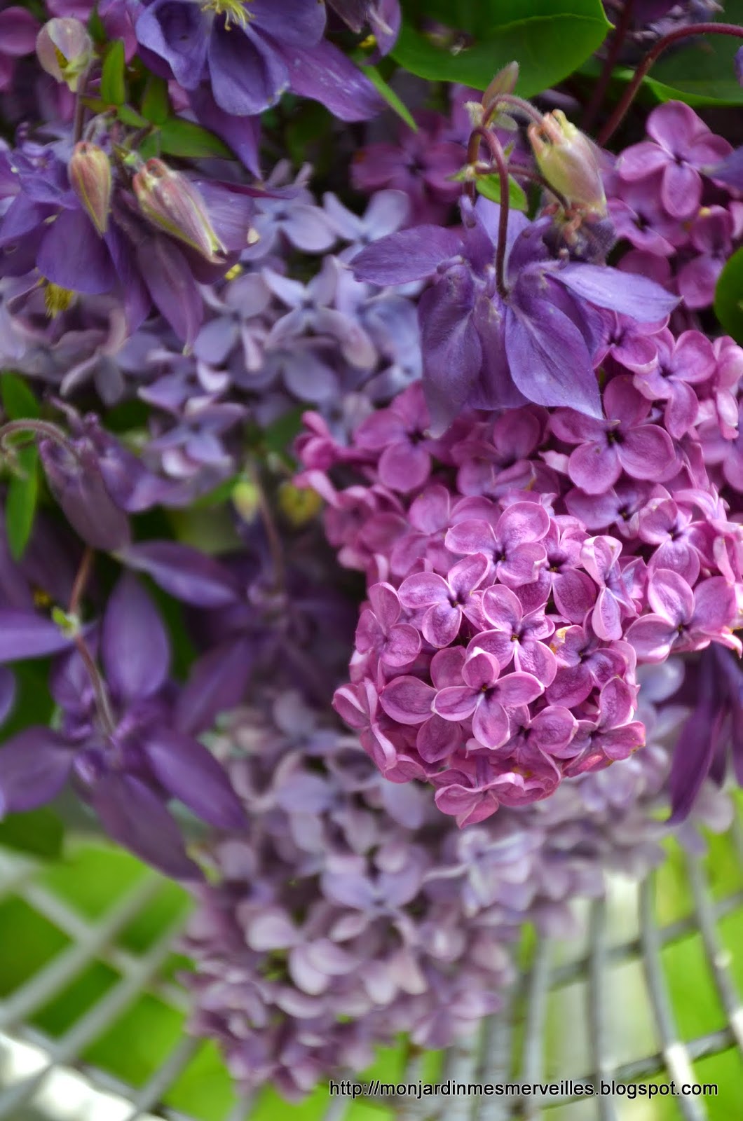 Faut Il Couper Les Rejets De Lilas