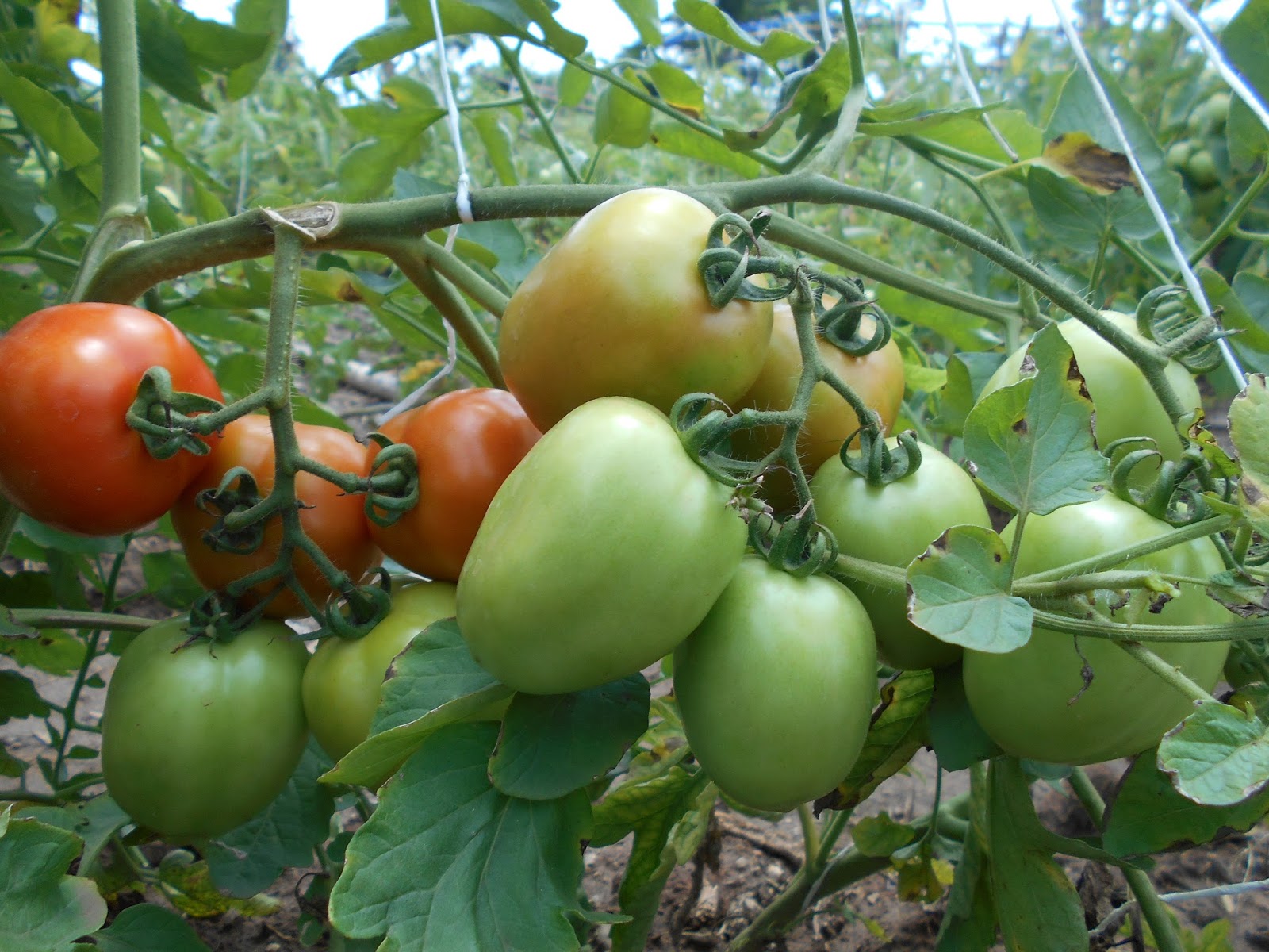 SEVENMUSTDO TO BE SUCCESSFUL IN TOMATO CULTIVATION IN WET SEASON
