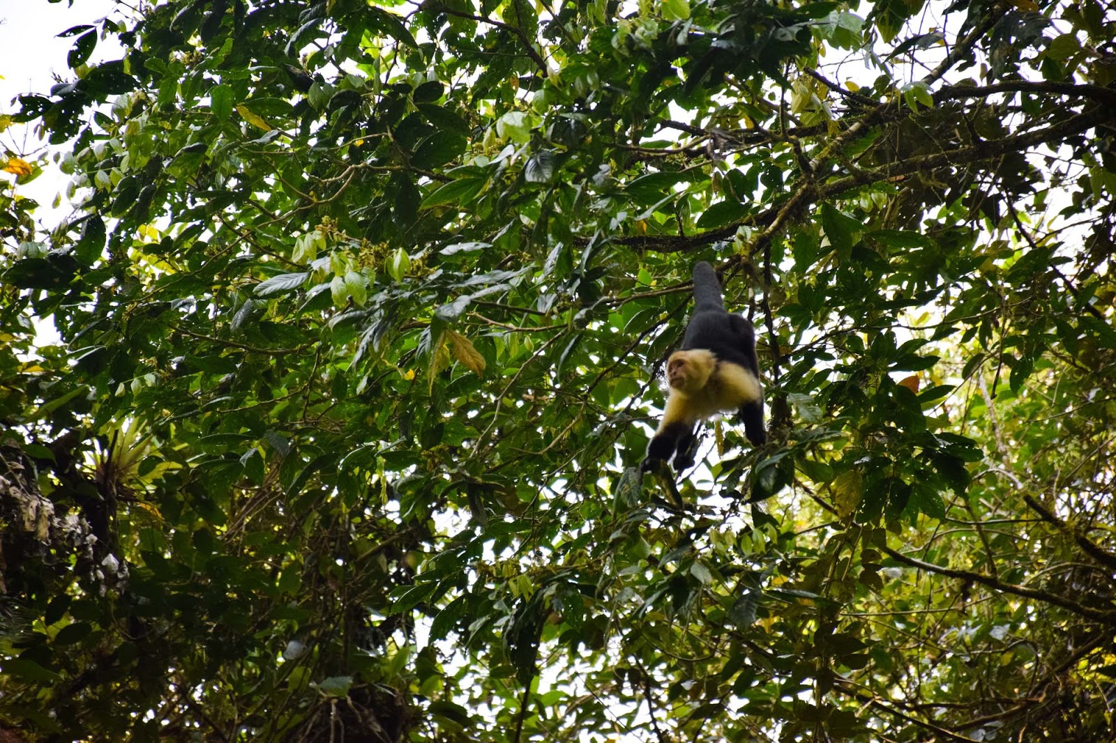 arenal hanging bridges