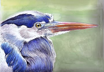 "Blue Heron" ink & watercolor 7.5 x11