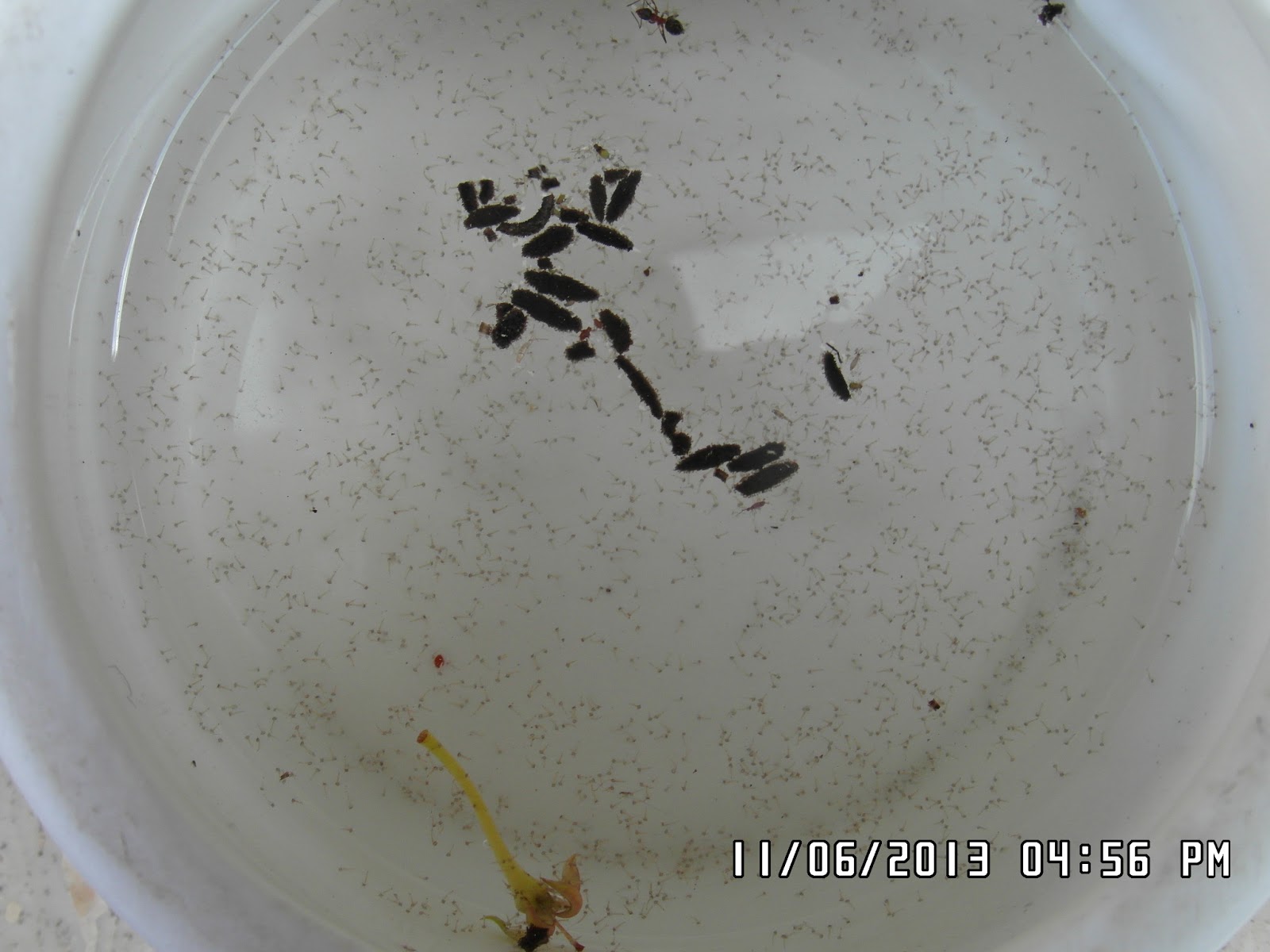 MIGLIAIA DI LARVE DI ZANZARA IN UN SOLO VASO (secchio) DI FIORI. LIbera Repubblica Empolitana