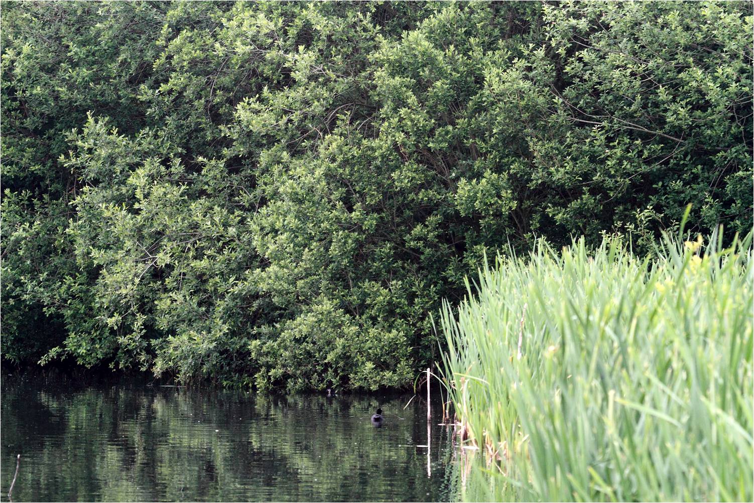 Wanstead Birding The Shoulder of Mutton