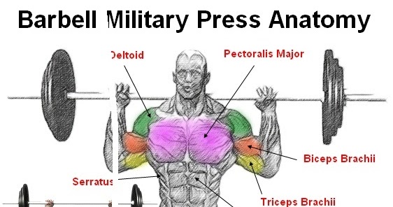 Deltoid exercises – Learn how to build shoulder muscles - all