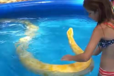1a3 Little girl in California takes a swim with huge 8 year old pet python