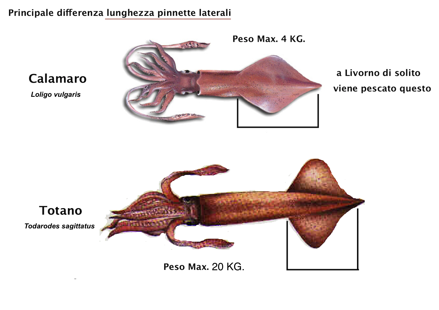 Игра в кальмара карточка. Разновидности кальмаров. Строение кальмара. Анатомия кальмара.