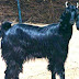 Marwari Goat Characteristics & Farming Information