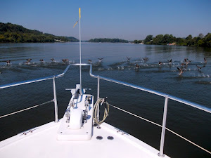 This flock of ducks didn't want to give way, but they did, with a  whoosh!