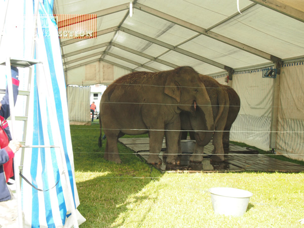 les éléphants du cirque ont rejoint la ménagerie du Circus Knie 