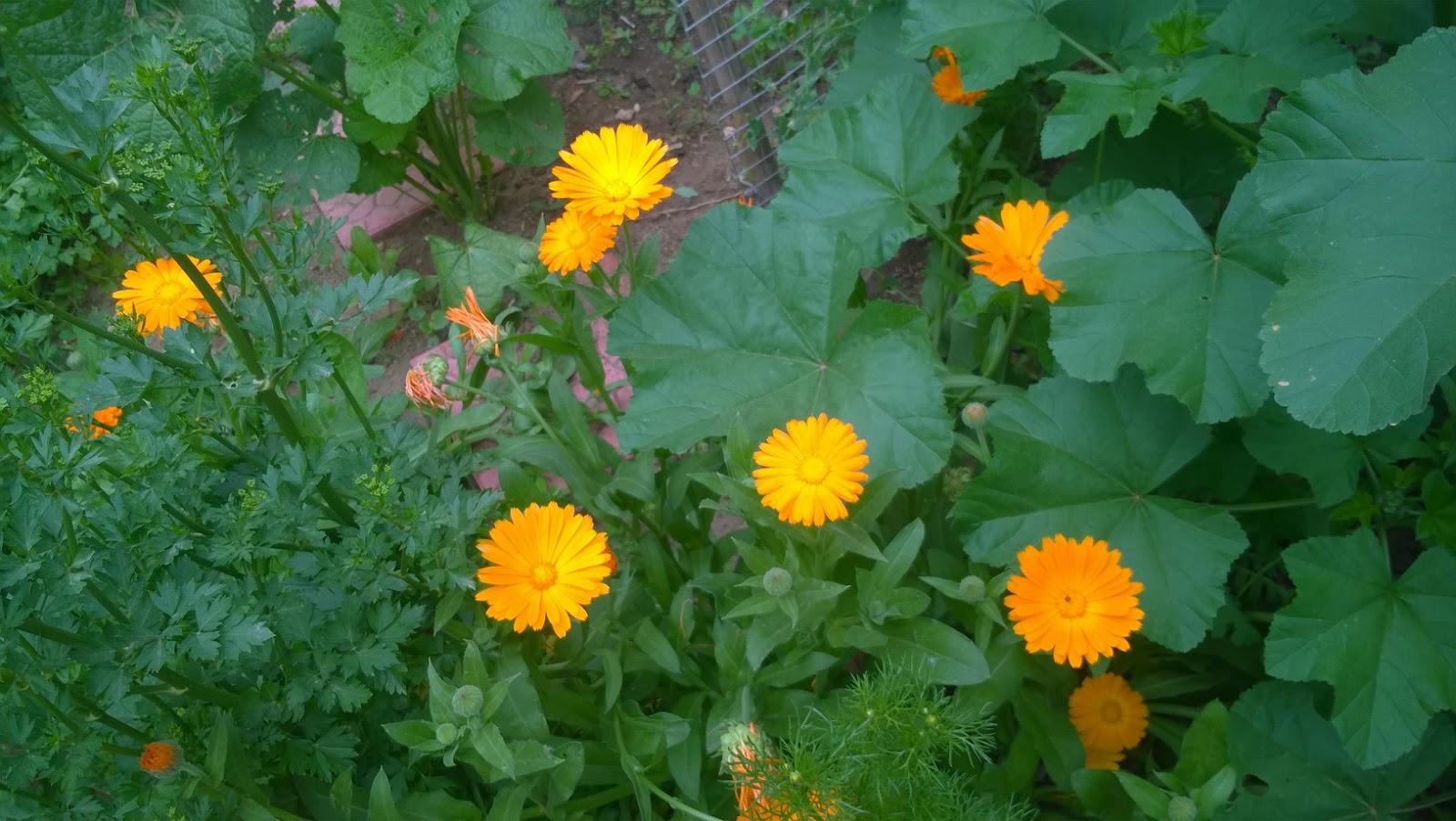 How To Grow Calendula