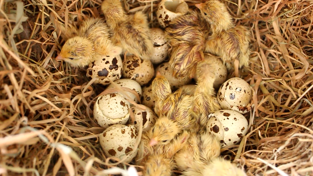 Colours of Coturnix Japonica Quail Part Two The Golden The Holistic