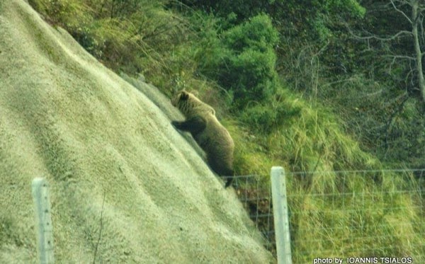 Ήπειρος: Το πανέμορφο αρκουδάκι της Εγνατίας Οδού που κάνει θραύση στα social media (ΦΩΤΟ)