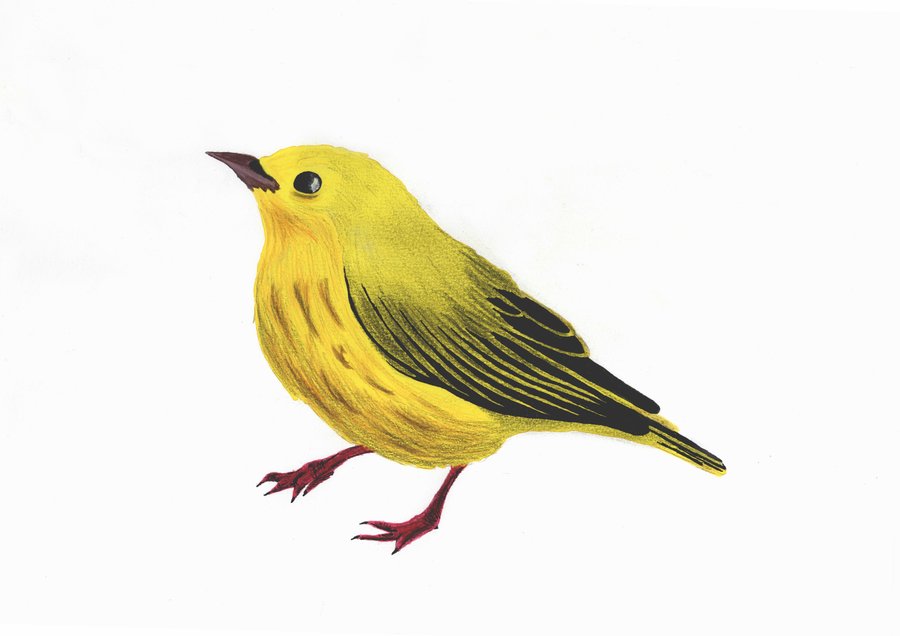 Чиж колокольчик. Желтая канарейка. Канарейка для детей. Желтая птица на прозрачном фоне. Желтая птица на белом фоне.