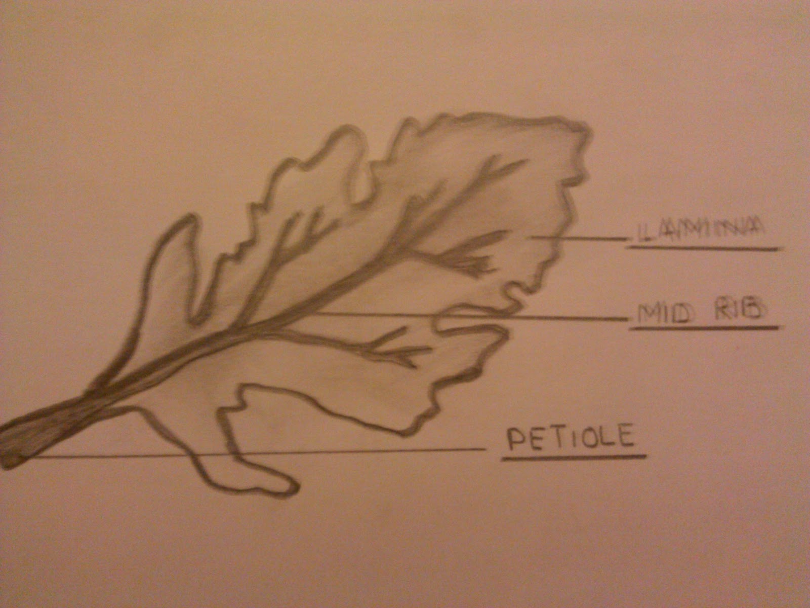 Isolated System External morphology of a leaf from mustard plant.
