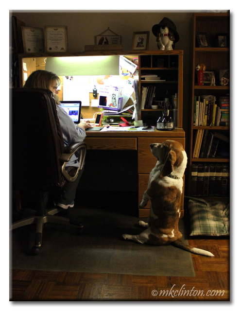 Bentley Basset sitting up in front of desk where lady is working