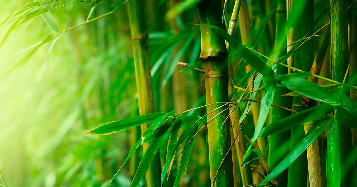 Gambar Tumbuhan Bambu