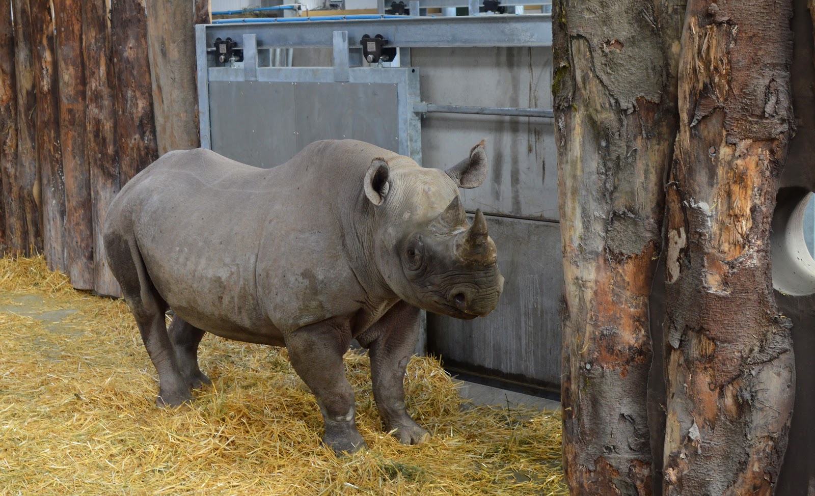 , Folly Farm Welcomes the First Black Rhinos to Wales