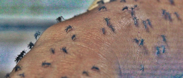 OMS: Surto de zika vírus já atinge 33 países em três continentes