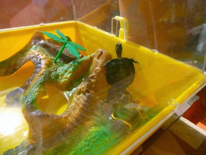 housesitting portugal house sit portugal