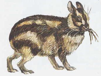 Klasifikasi Nesolagus netscheri - Biologi Edukasi: Belajar Sains Biologi