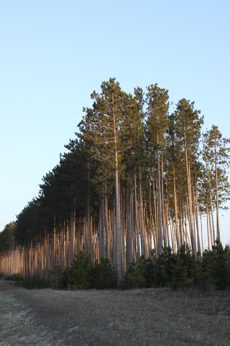 Michigan Exposures A Stand of Trees