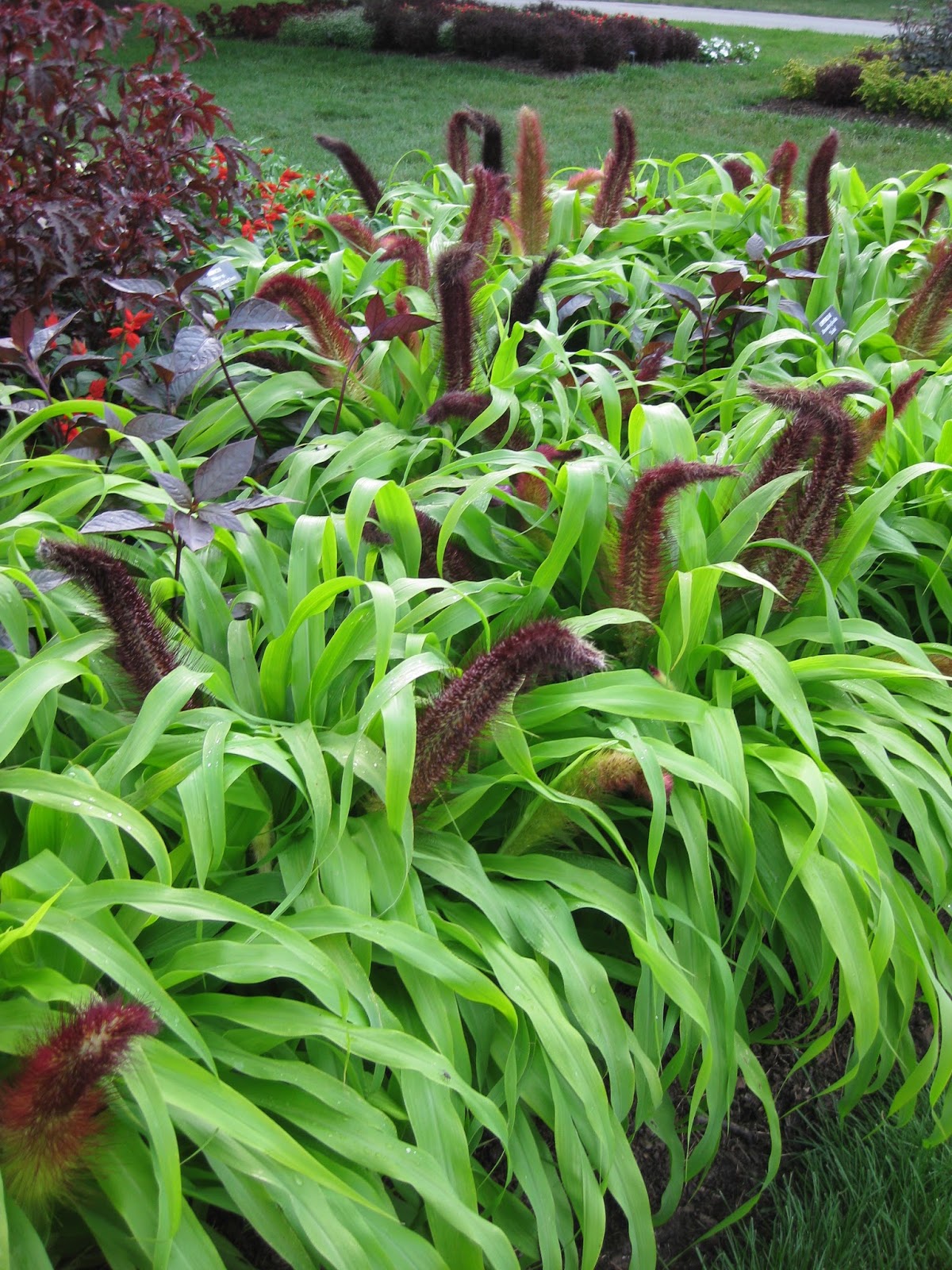 Pennisetum 'Jade Princess' Rotary Botanical Gardens
