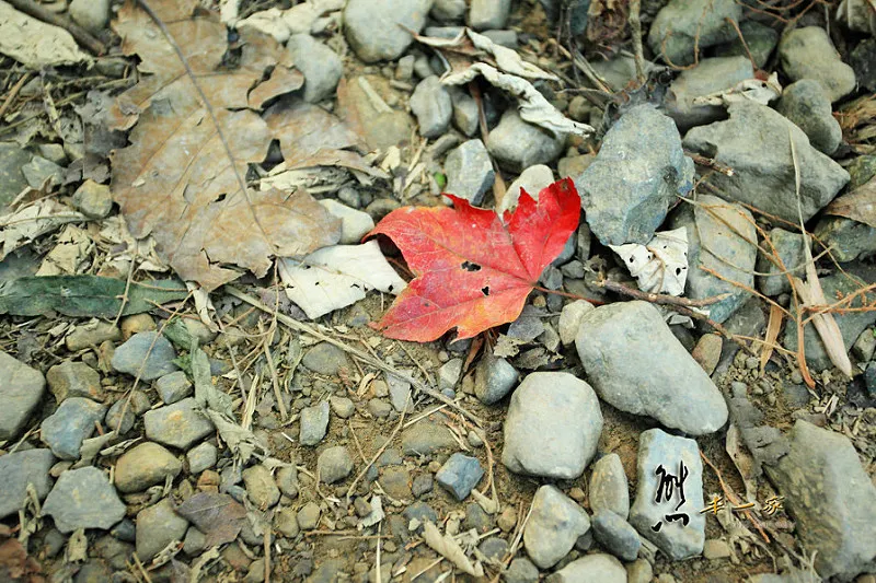 三峽雲森瀑布楓紅