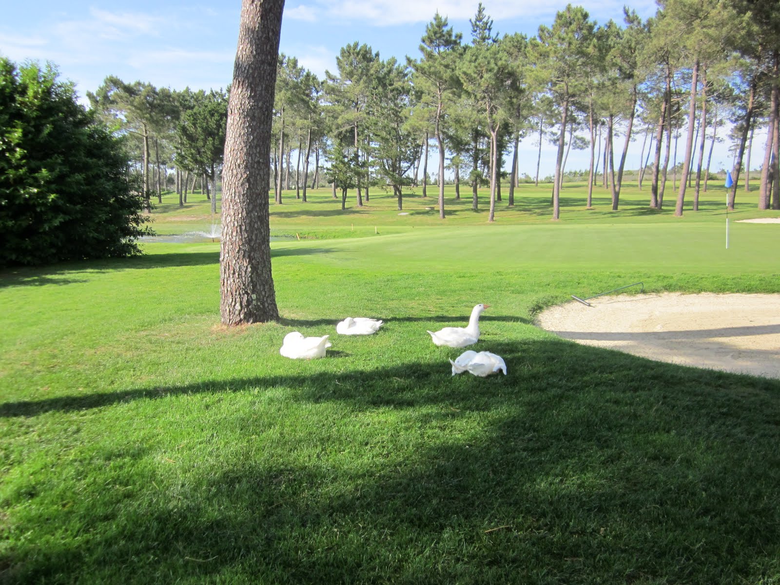 Anilegra moda para muñecas Campo de golf de MEIS A LA CAZA DEL GAZAPO